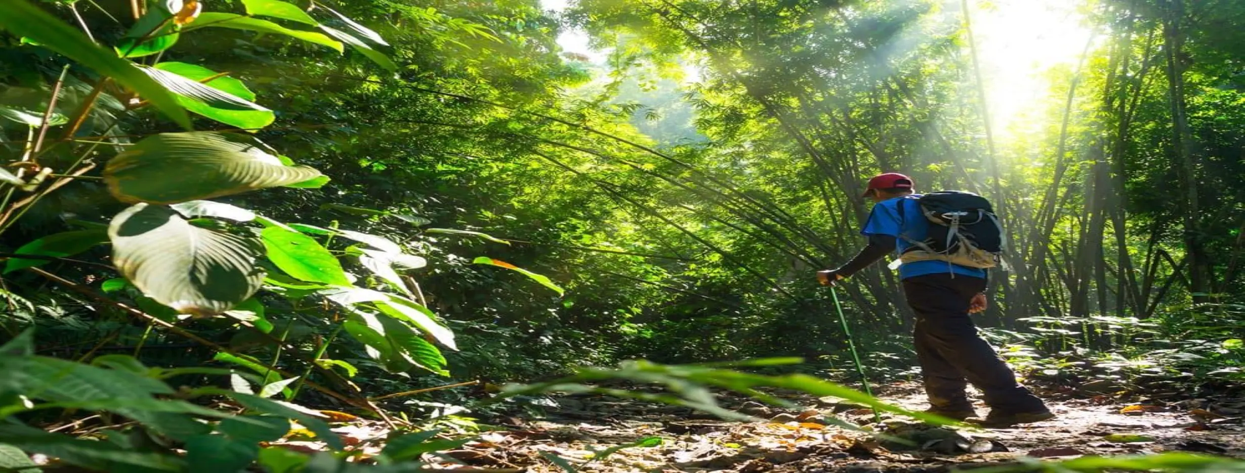 Image for Jungle Trekking